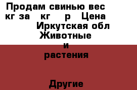 Продам свинью вес 60-75 кг за 1 кг 230р › Цена ­ 15 000 - Иркутская обл. Животные и растения » Другие животные   . Иркутская обл.